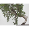 Juniperus sabina -sabina rastrera- A01347 vista 6