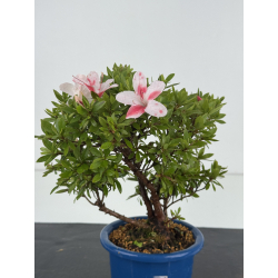 Azalea I-8653 view 2