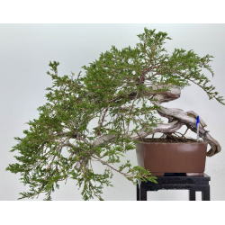 Juniperus sabina -sabina rastrera- A01348