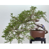 Juniperus sabina -sabina rastrera- A01348
