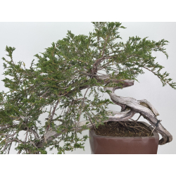 Juniperus sabina A01348 view 2