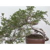Juniperus sabina -sabina rastrera- A01348 vista 2