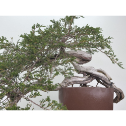 Juniperus sabina A01348 view 3