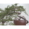 Juniperus sabina A01348 view 3