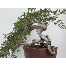 Juniperus sabina -sabina rastrera- A01348 vista 4