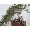 Juniperus sabina A01348 view 4