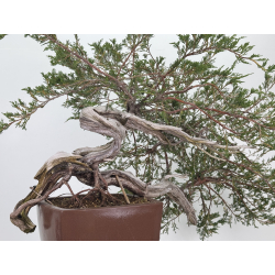 Juniperus sabina -sabina rastrera- A01348 vista 5