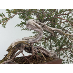 Juniperus sabina A01348 view 6