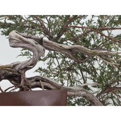 Juniperus sabina -sabina rastrera- A01348 vista 7