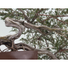 Juniperus sabina -sabina rastrera- A01348 vista 7
