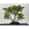 Azalea I-8654 view 2
