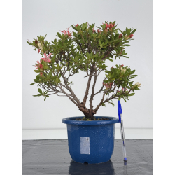 Azalea I-8654