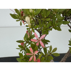 Azalea I-8654 view 3