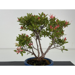Azalea I-8654 view 4