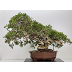 Juniperus sabina -sabina rastrera- A01404
