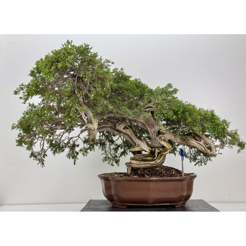 Juniperus sabina A01404