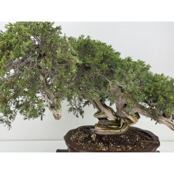 Juniperus sabina -sabina rastrera- A01404 vista 2