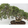 Juniperus sabina A01404 view 2