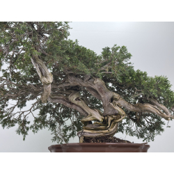 Juniperus sabina -sabina rastrera- A01404 vista 3