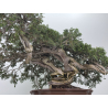 Juniperus sabina A01404 view 3