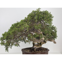 Juniperus sabina A01404 view 4