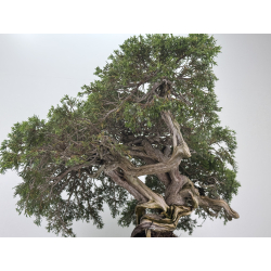 Juniperus sabina A01404 view 5