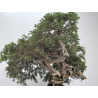 Juniperus sabina A01404 view 5