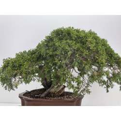 Juniperus sabina -sabina rastrera- A01404 vista 6