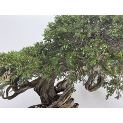 Juniperus sabina A01404 view 7