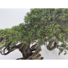 Juniperus sabina -sabina rastrera- A01404 vista 7