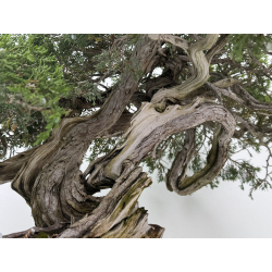 Juniperus sabina A01404 view 8