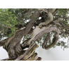 Juniperus sabina A01404 view 8