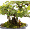 Copper tenpai TN1 The Sprout Caretaker view 3