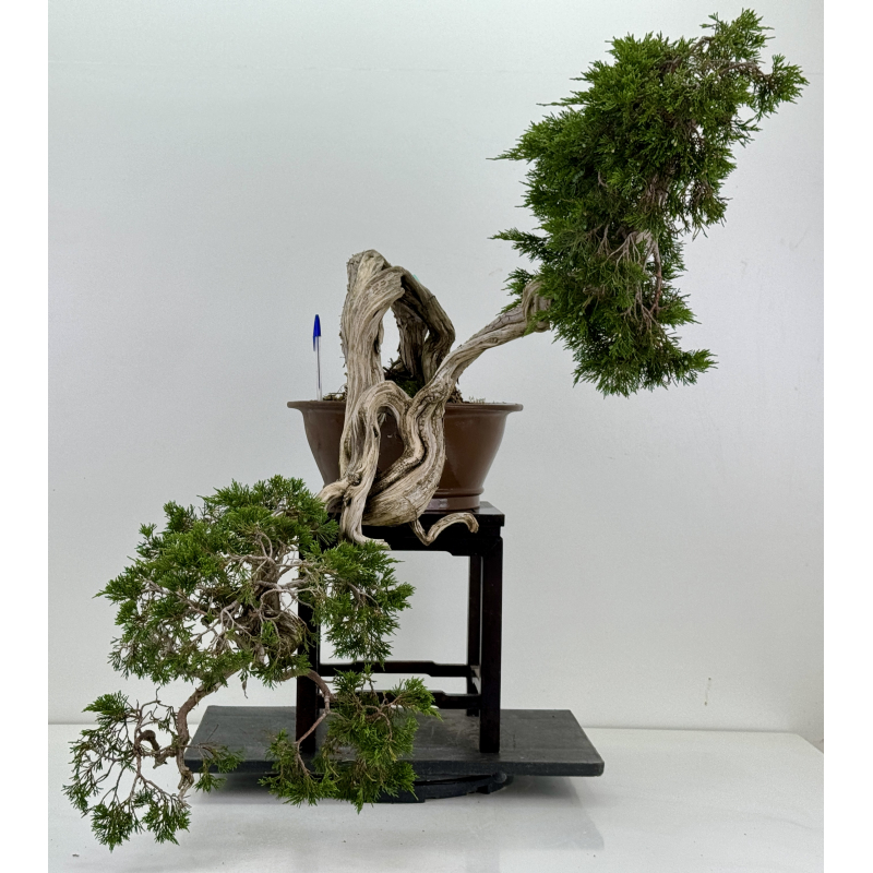 Juniperus sabina A00461
