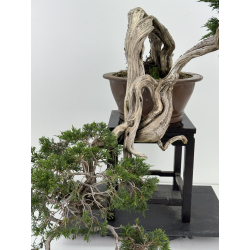 Juniperus sabina A00461 view 2