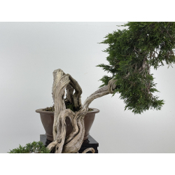 Juniperus sabina A00461 view 3