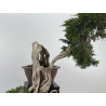 Juniperus sabina A00461 view 3