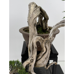 Juniperus sabina -sabina rastrera- A00461 vista 4