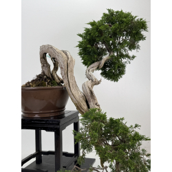 Juniperus sabina A00461 view 5