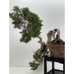 Juniperus sabina -sabina rastrera- A00461 vista 6