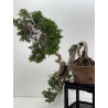 Juniperus sabina -sabina rastrera- A00461 vista 6