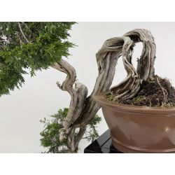 Juniperus sabina A00461 view 7