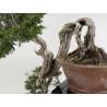 Juniperus sabina -sabina rastrera- A00461 vista 7