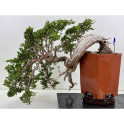 Juniperus sabina -sabina rastrera- A01690