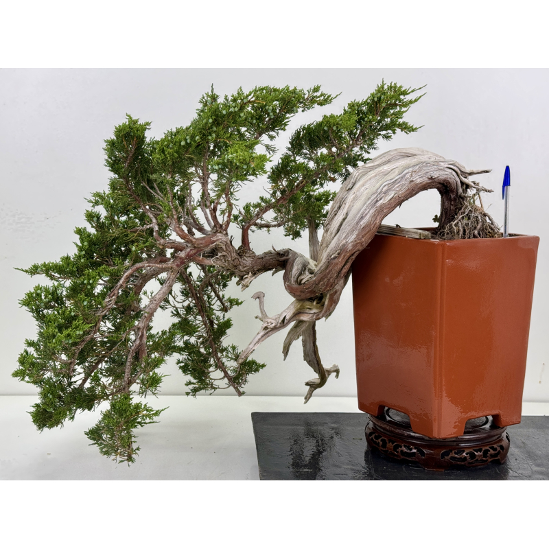 Juniperus sabina -sabina rastrera- A01690