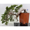 Juniperus sabina -sabina rastrera- A01690