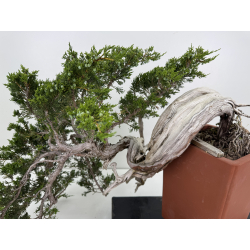 Juniperus sabina -sabina rastrera- A01690 vista 2
