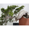Juniperus sabina A01690 view 2