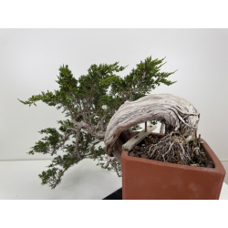 Juniperus sabina A01690 view 3