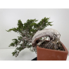 Juniperus sabina A01690 view 3